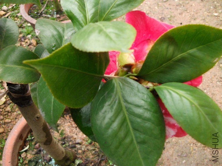 DSCF4796_����.jpg