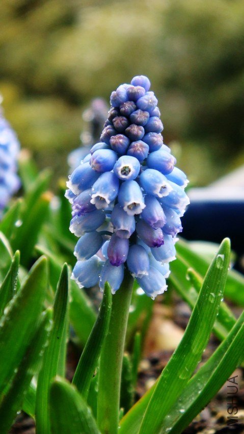 Muscari Mount Hood ѩɽ (2).JPG