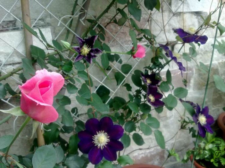 ��Ƭ 082.jpg
