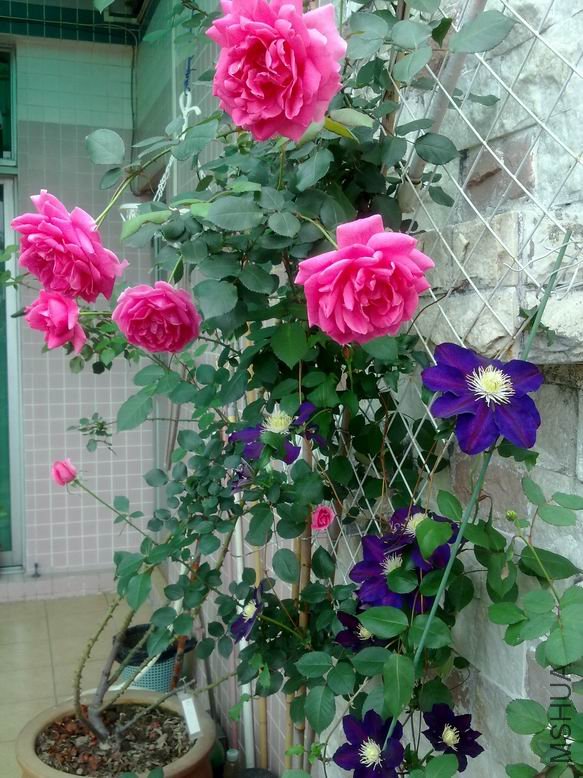 ��Ƭ 091.jpg