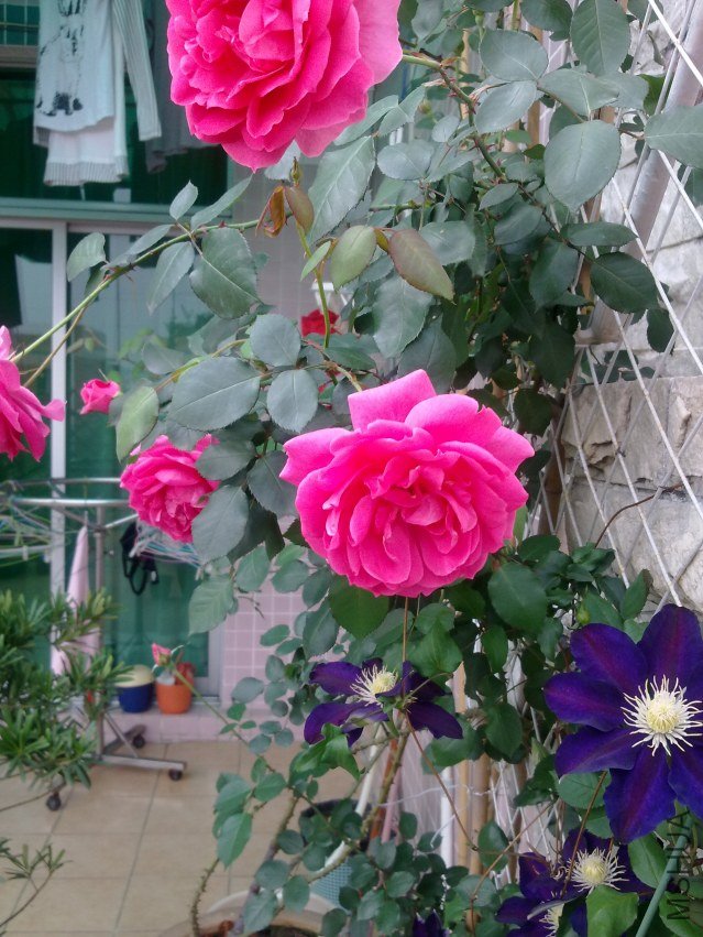 ��Ƭ 075.jpg