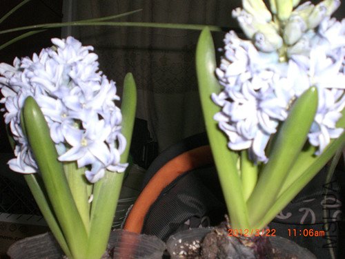 CIMG2156_����.jpg