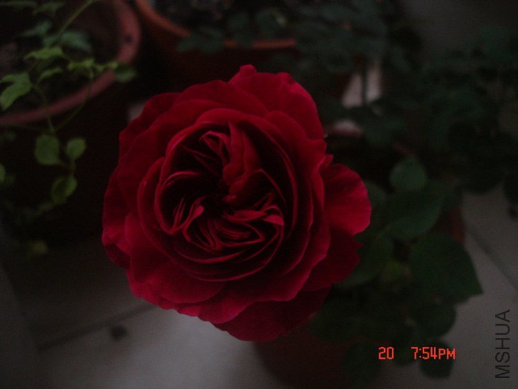 dsc06109_����.jpg