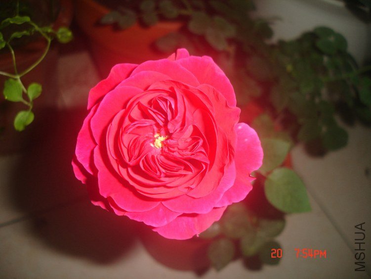 dsc06110_����.jpg