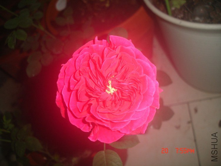 dsc06111_����.jpg