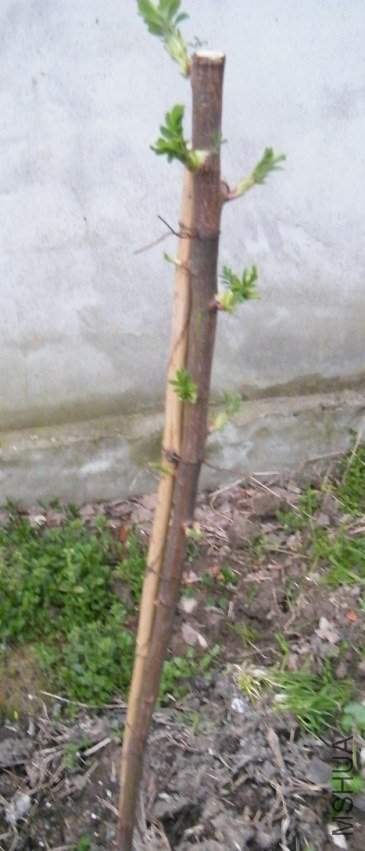 DSCF1235.jpg