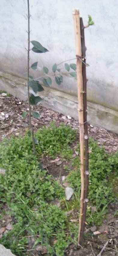 DSCF1236.jpg