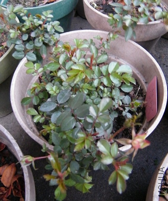DSCF1283.jpg