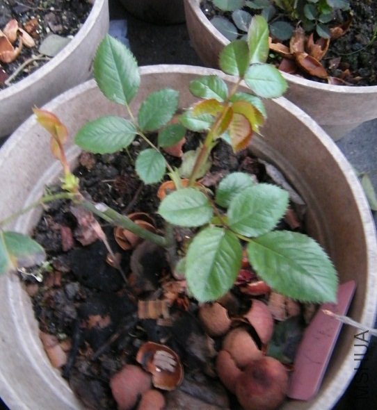 DSCF1287.jpg