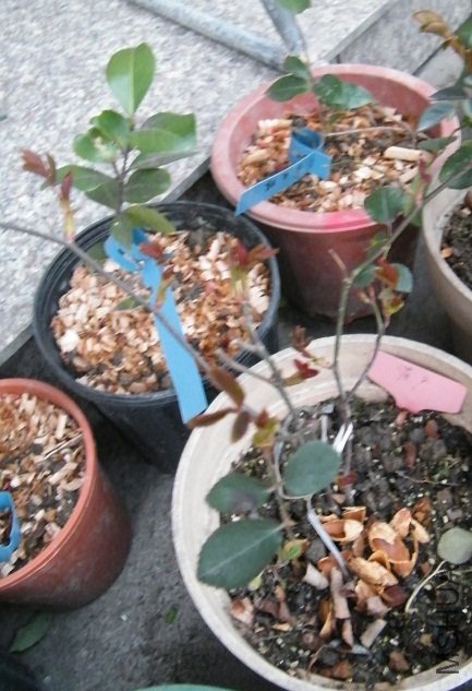 DSCF1289.jpg