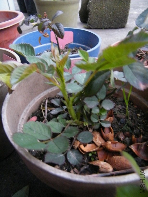 DSCF1293.jpg