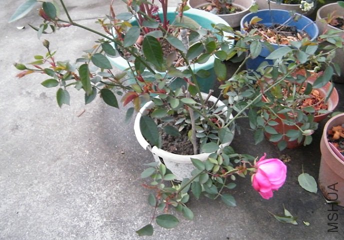 DSCF1295.jpg