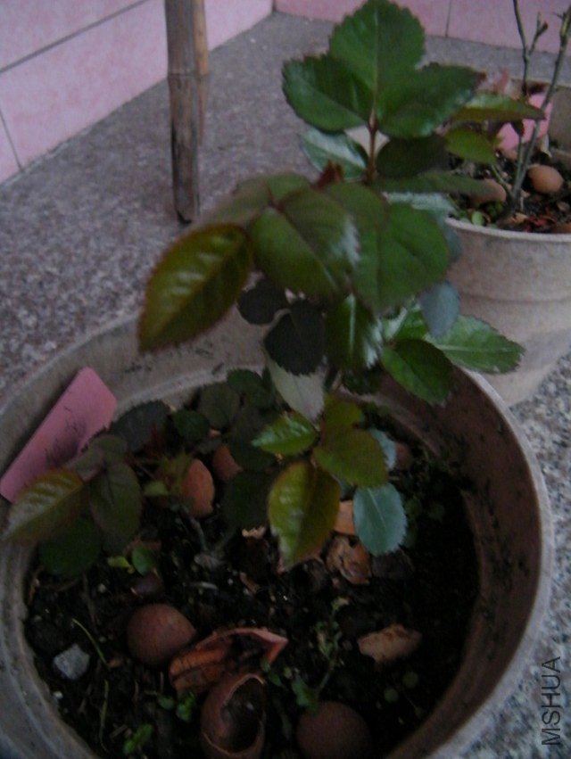 DSCF1304.jpg