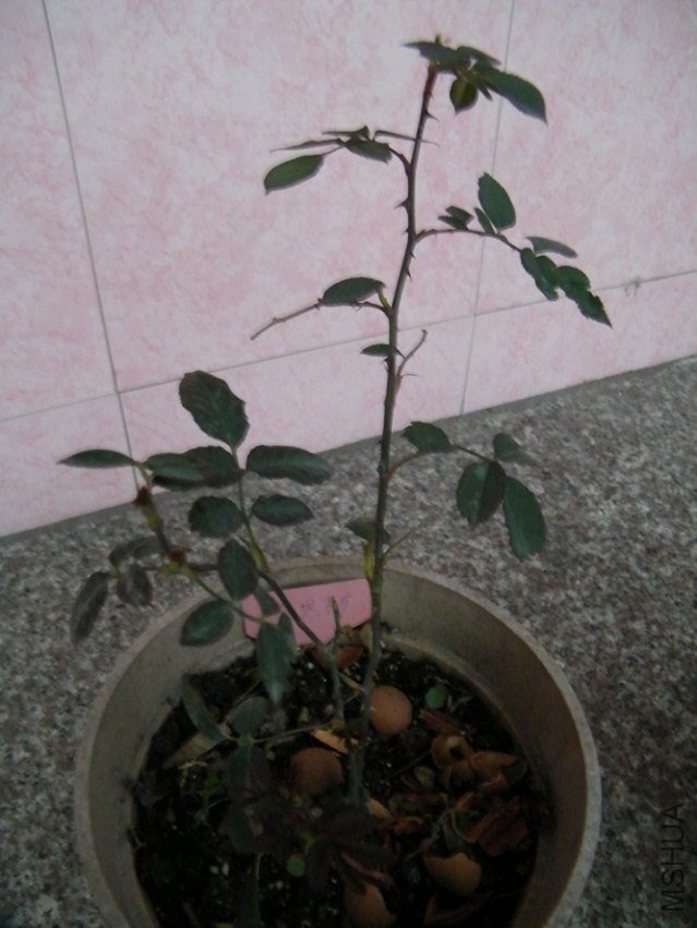 DSCF1305.jpg