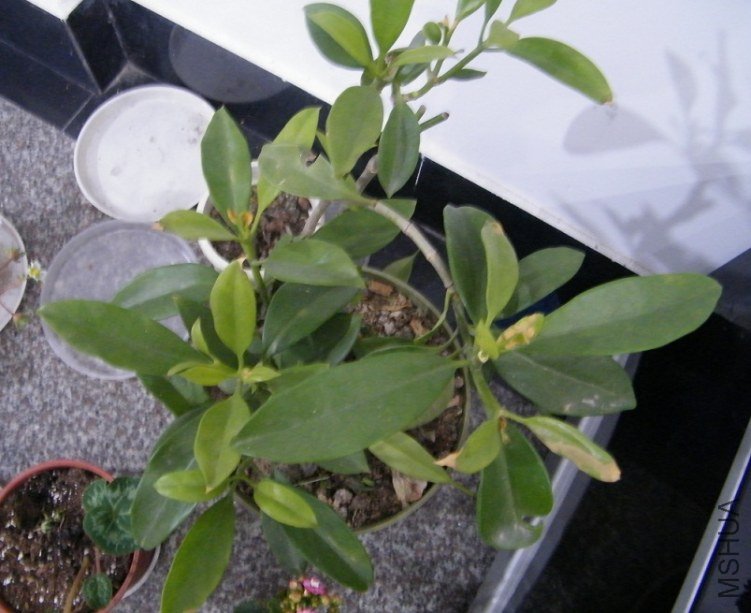 DSCF1338.jpg