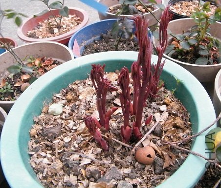 DSCF1226.jpg