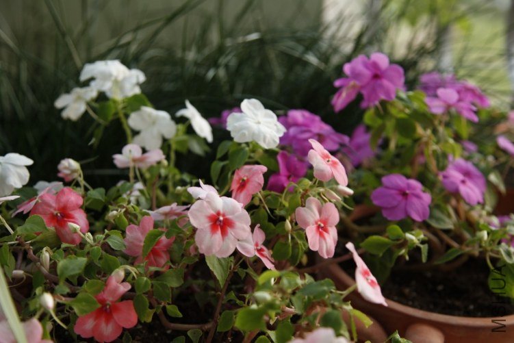 conew_��Ƭ 018.JPG