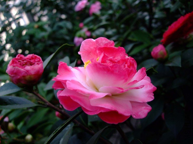 ����ã 2012-3-24f 004.jpg