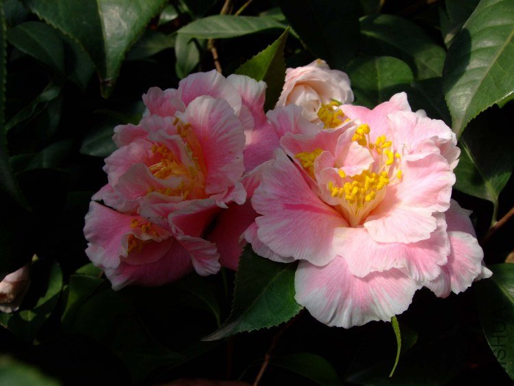 �����˿ 2012-3-24f 063.jpg