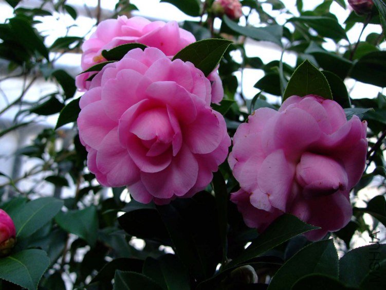 ������˹ 2012-3-24f 006.jpg