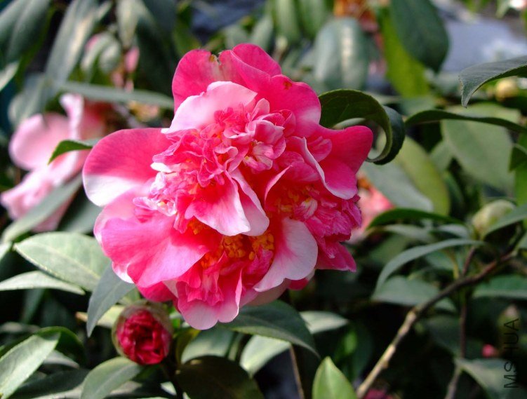 ��ɫ���� 2012-3-24f 085.jpg