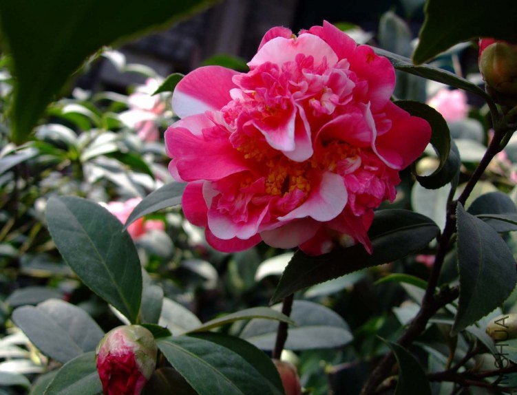 ��ɫ���� 2012-3-24f 087.jpg