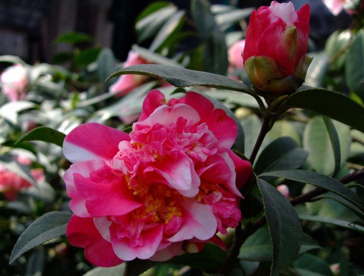 ��ɫ���� 2012-3-24f 088.jpg