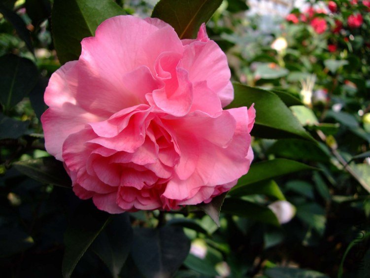 ������ 2012-3-24f 098.jpg
