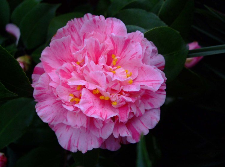 ������ 2012-3-24f 005.jpg