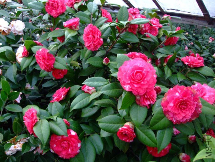 ������ 2012-3-24f 007.jpg