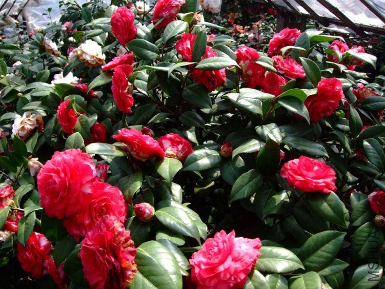������ 2012-3-24f 076.jpg