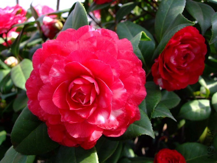 ������ 2012-3-24f 059.jpg