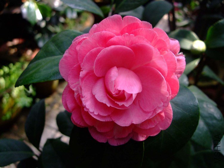 ������ 2012-3-24f 061.jpg
