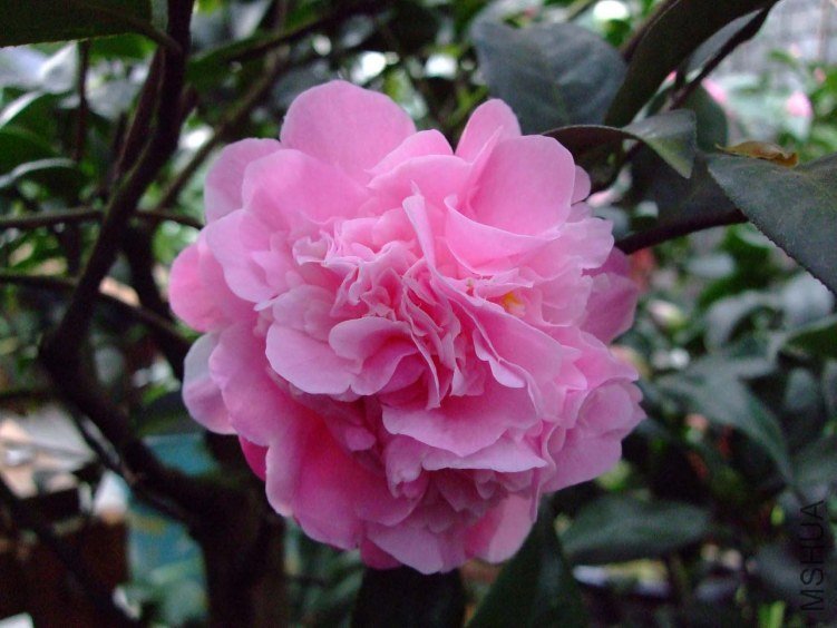 Ī������ 2012-3-24f 001.jpg