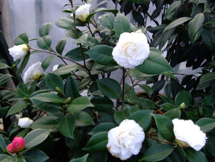 ţ�������� 2012-3-24f 015.jpg