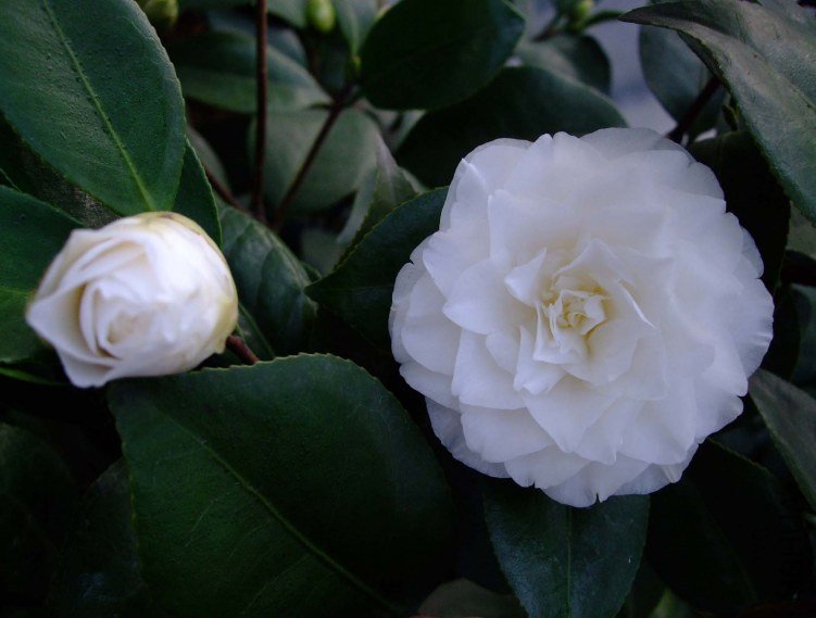 ţ�������� 2012-3-24f 014.jpg