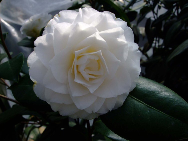 ţ�������� 2012-3-24f 036.jpg