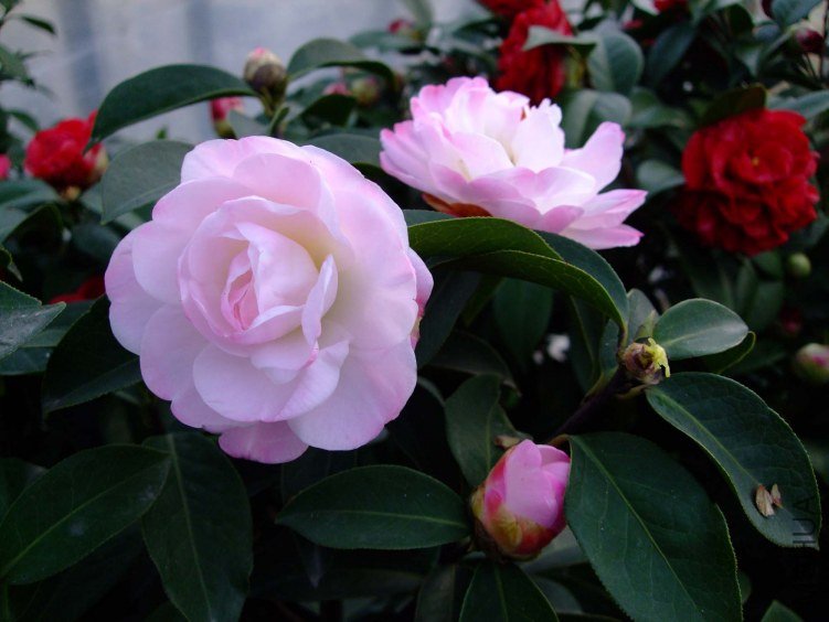 �����Ϲ� 2012-3-24f 013.jpg