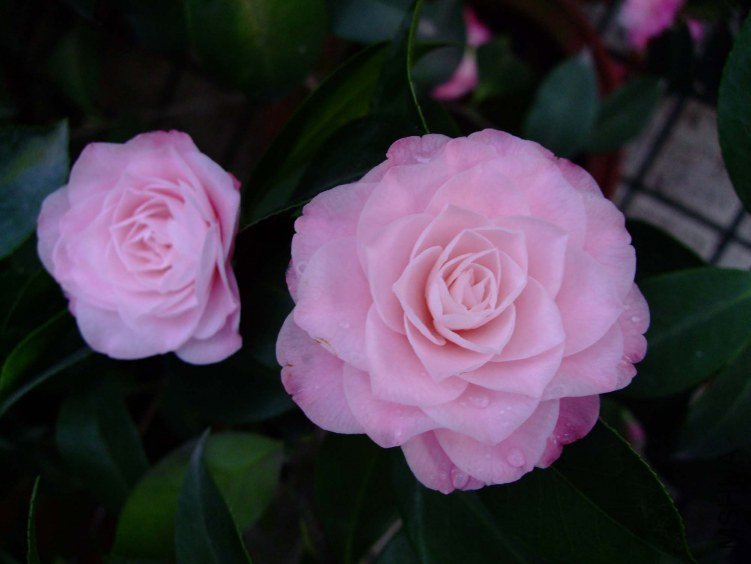 ��������� 2012-3-24f 002.jpg