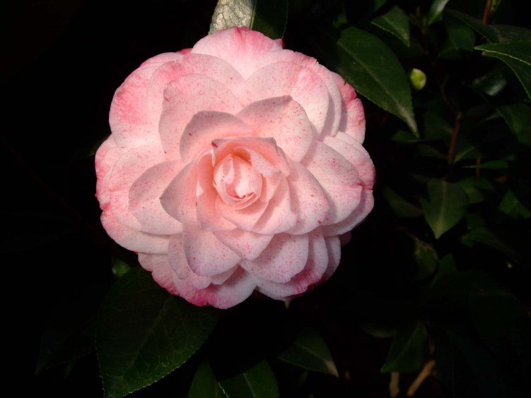 ������ 2012-3-24f 080.jpg