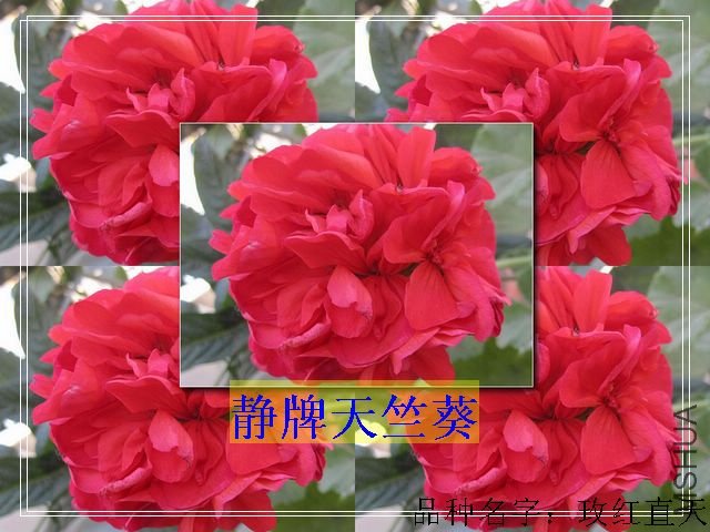 http_imgloadCAAMJ040.jpg