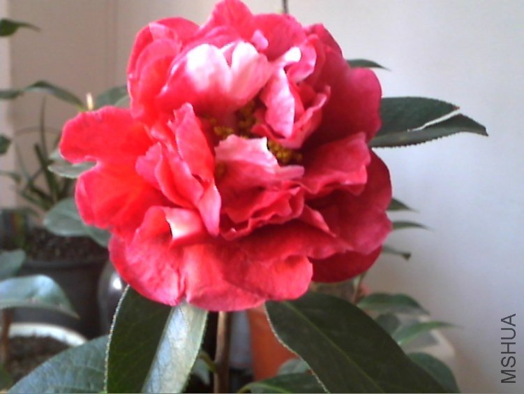 Picture 225.jpg
