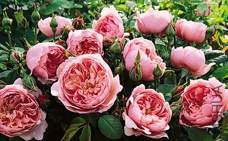 ����ˣ�The Alnwick  Rose ��.jpg