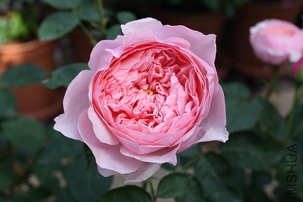 ����ˣ�The Alnwick  Rose ��1.jpg