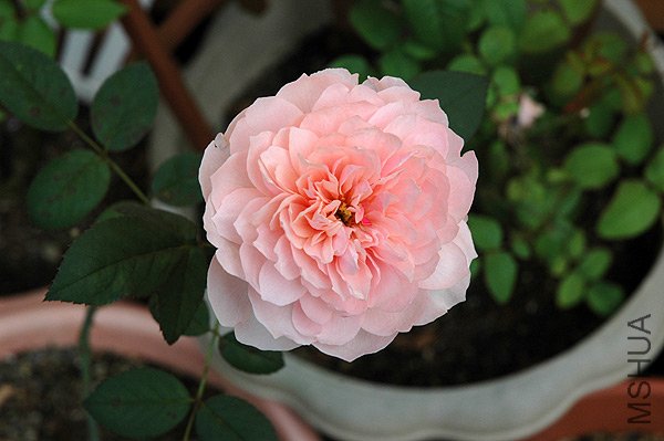 ����ˣ�The Alnwick  Rose ��2.jpg