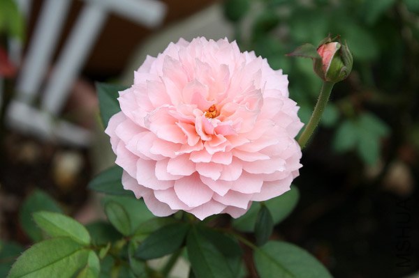 ����ˣ�The Alnwick  Rose ��3.jpg