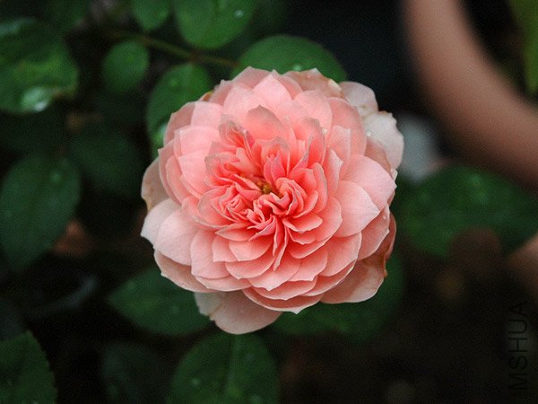 ����ˣ�The Alnwick  Rose ��4.jpg