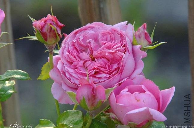 ��᷶�÷�ﰣ��������Chantal M��rieux��.jpg