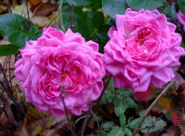 ��᷶�÷�ﰣ��������Chantal M��rieux��5.jpg