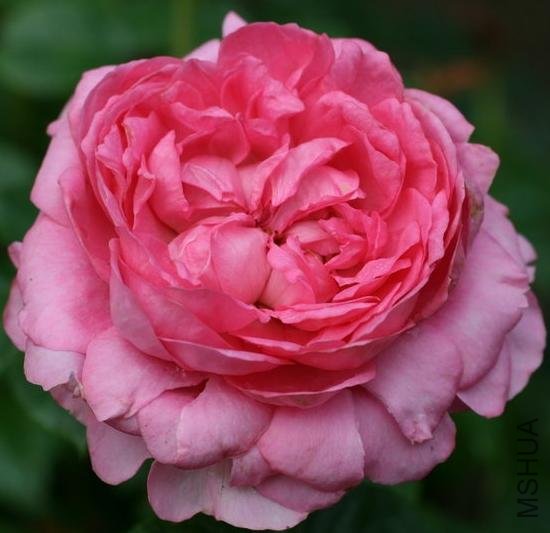 ��᷶�÷�ﰣ��������Chantal M��rieux��3.jpg